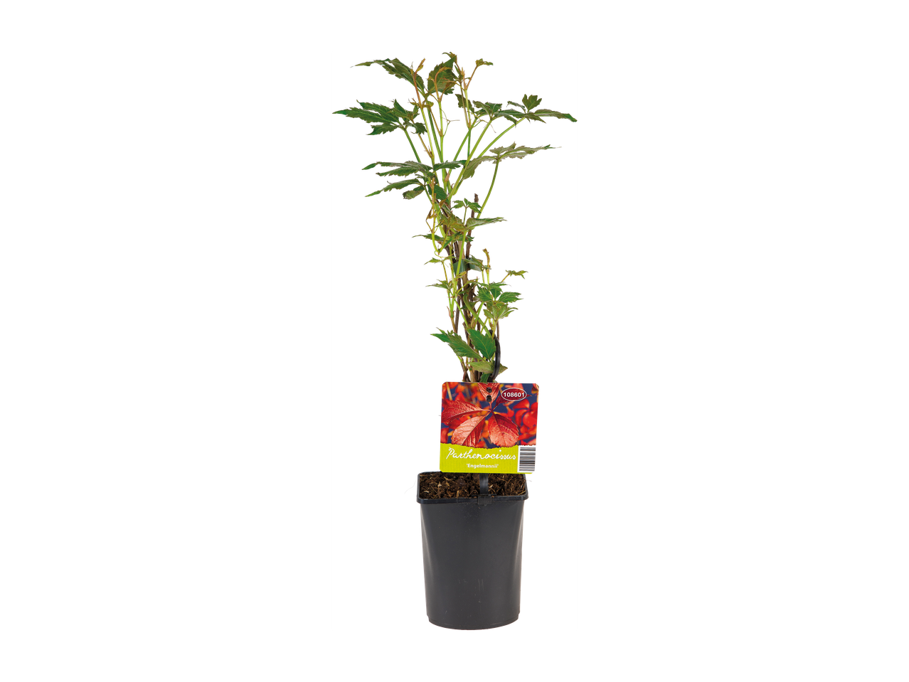 Rastlina Parthenocissus 'Engelmannii' v črnem loncu z etiketo, ki prikazuje rdeče liste.