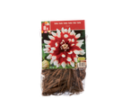 Dahlia Duet bulbs, 8x, in packaging with a red and white dahlia flower.