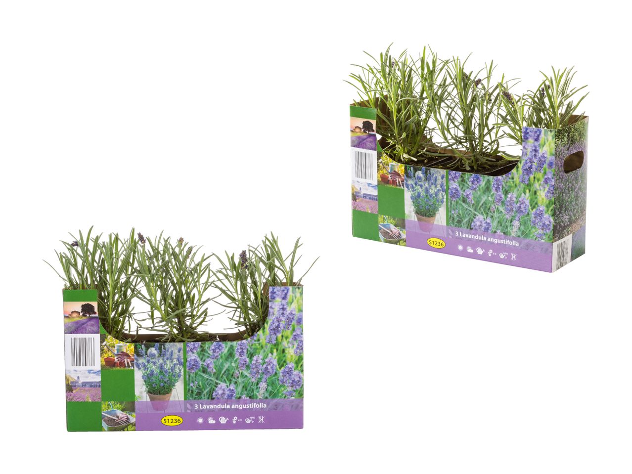 Zwei Packungen mit je drei Lavandula angustifolia Pflanzen.