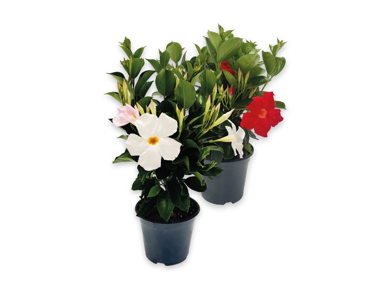 Due piante di Dipladenia in vaso, una con fiori bianchi e una con fiori rossi.