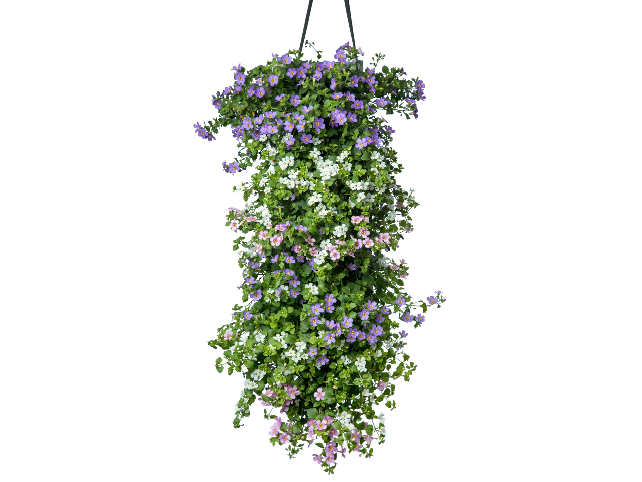 Wandhanger met paarse, witte en roze bacopa bloemen.