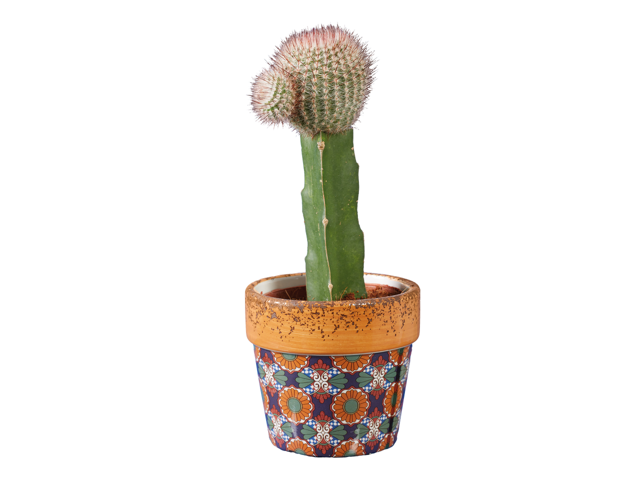 Cactus greffé dans un pot en céramique à motifs floraux.