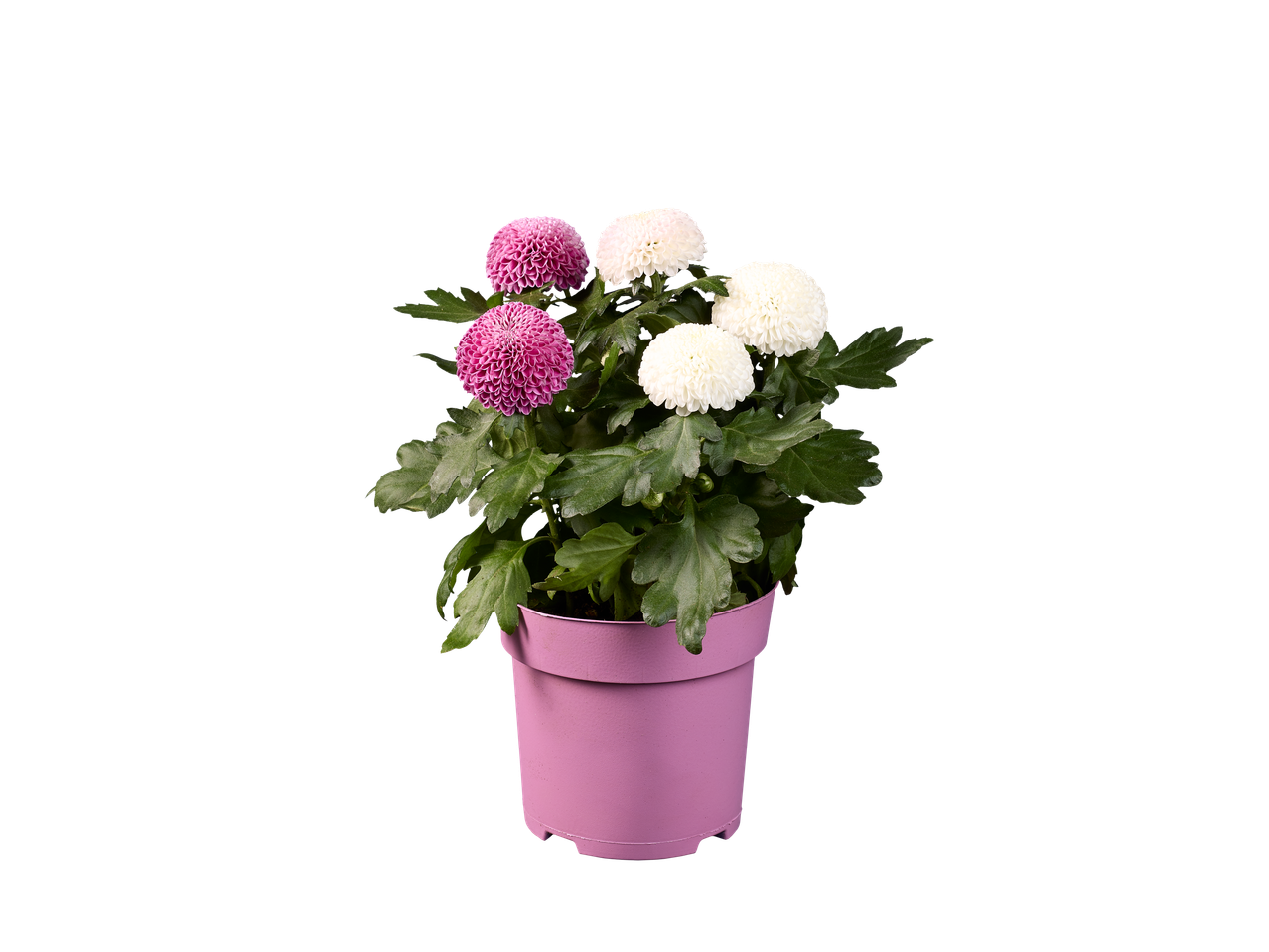 Crisântemos rosa e brancos num vaso rosa, sobre fundo preto.