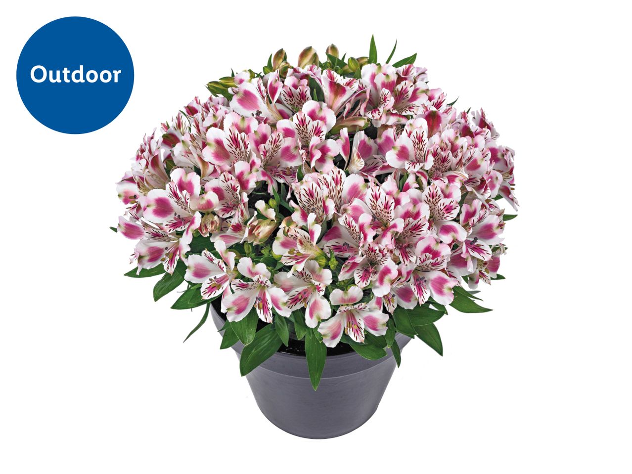 Potted outdoor plant with white and pink flowers, labeled 'Outdoor'.