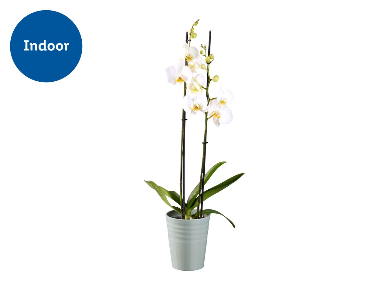 Indoor white orchid plant in a light green pot.