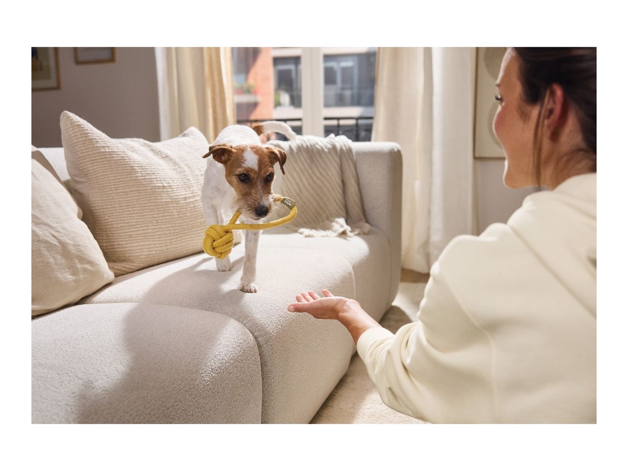 A small dog on a sofa holding a yellow rope toy in its mouth, looking at its owner.