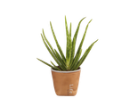 Aloe vera plant in a terracotta pot with "Life" text.