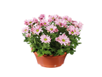 Pot met lichtroze chrysanten.