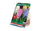 Hyacinthenbollen 'Mix' in een verpakking van Holland Selection