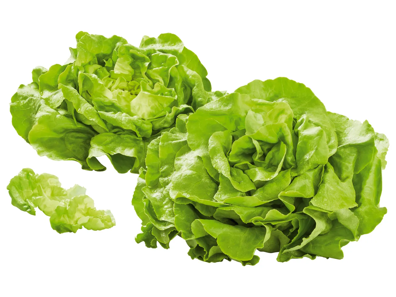 Frische, grüne Salatköpfe.