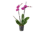 Two-stemmed pink orchid in a clear pot with green leaves on a black background.