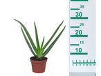 Aloe vera plant in a pot.