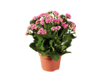 Pink Kalanchoe plant in a pot.