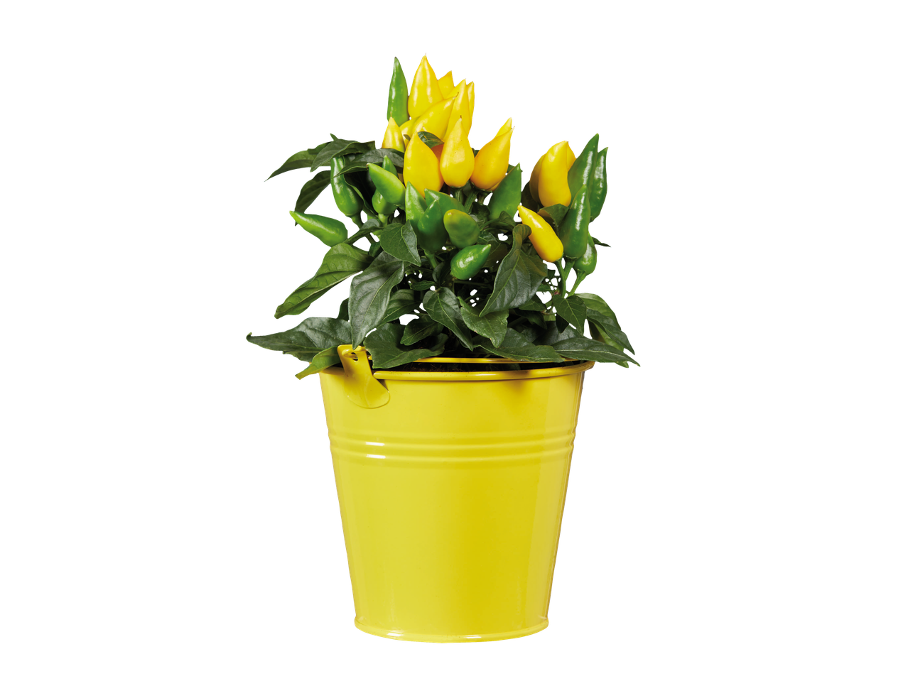 Gele pot met een plant van gele en groene pepers.
