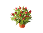 Célosie rouge en pot