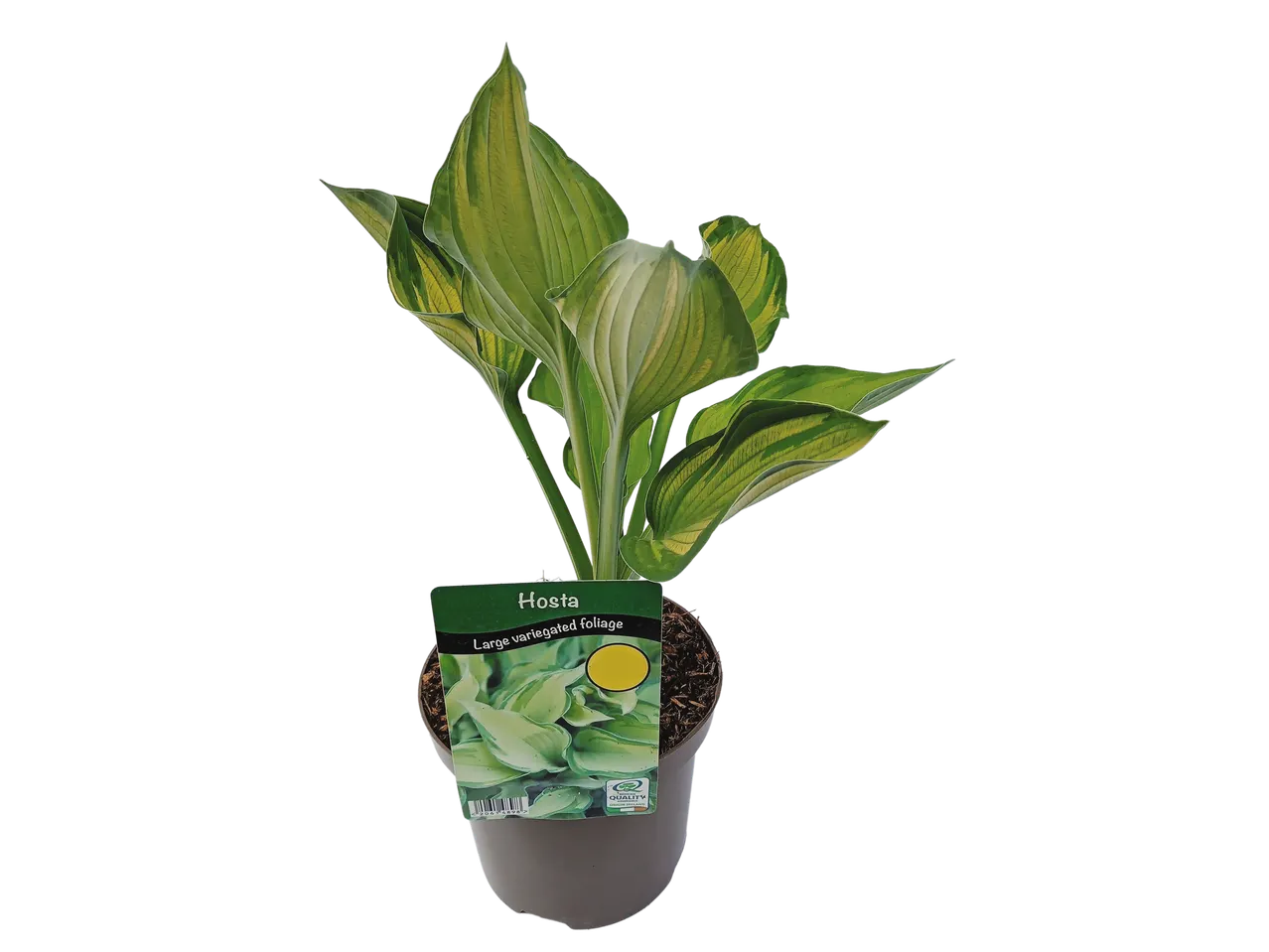 Hosta plant in pot, large variegated foliage.