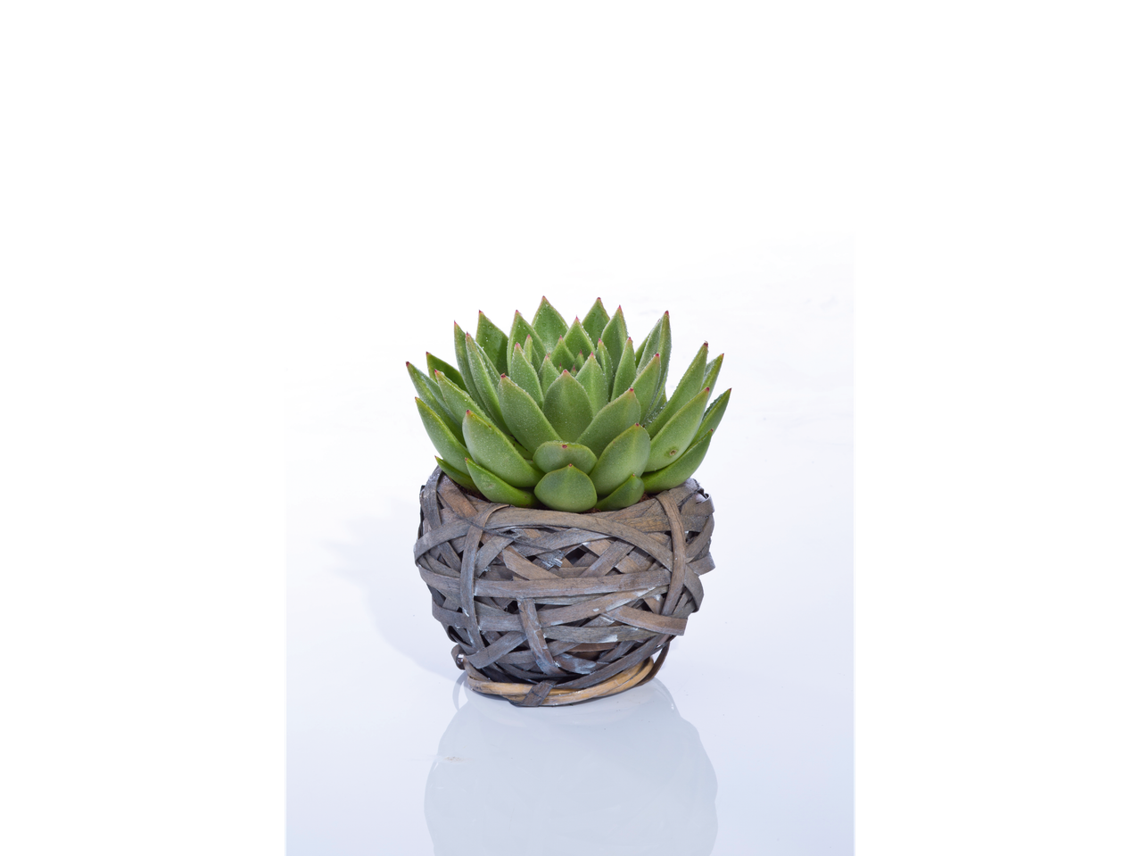 Mala echeveria u sivoj pletenoj saksiji