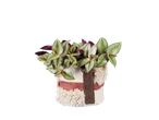 A cozy indoor plant in a decorative woven pot with green and purple leaves.