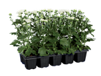 Witte chrysanten in een plantentray.