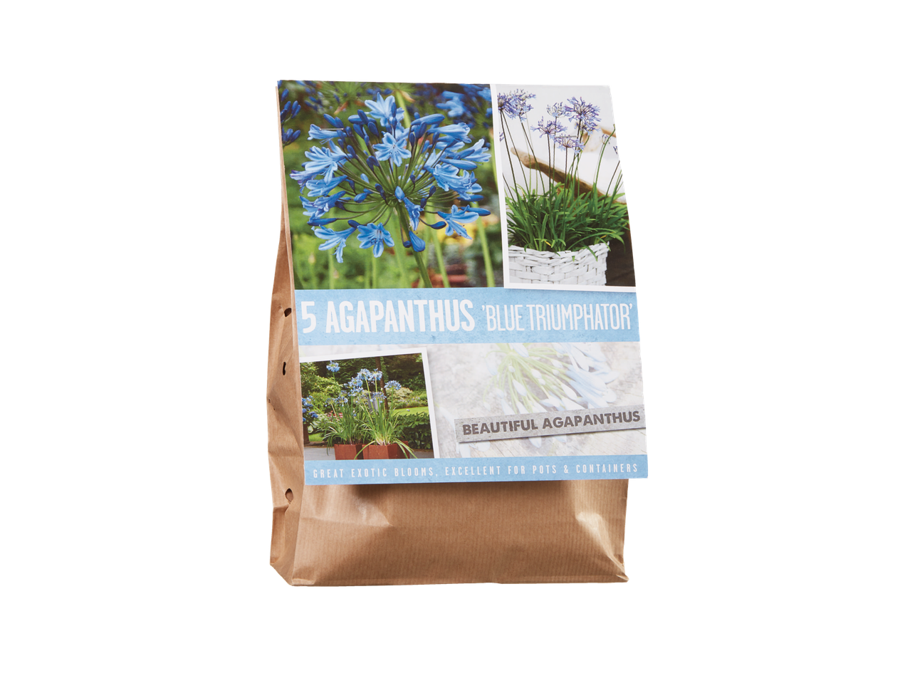 Pakovanje lukovica Agapanthus 'Blue Triumphator' sa slikama plavih cvetova.