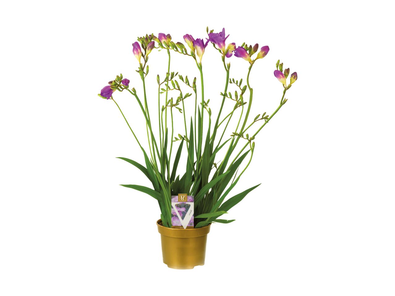 En potte med lilla fresiaer med grønne blade og en etiket.