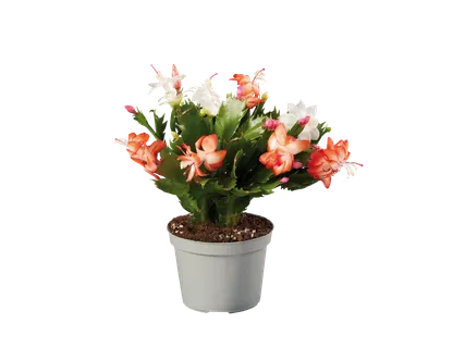 Lidcactus