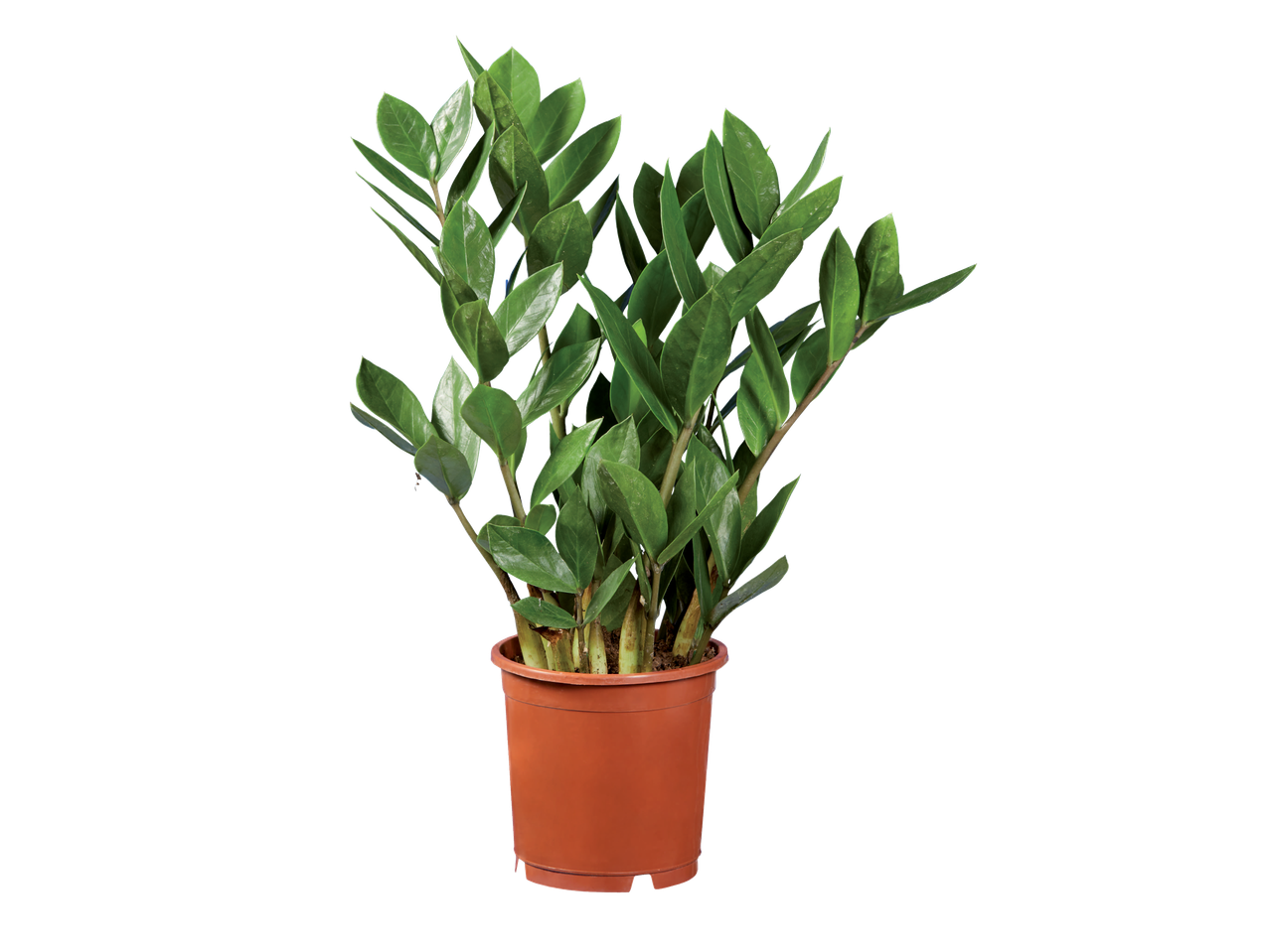 Uma planta zamioculcas em um vaso marrom.