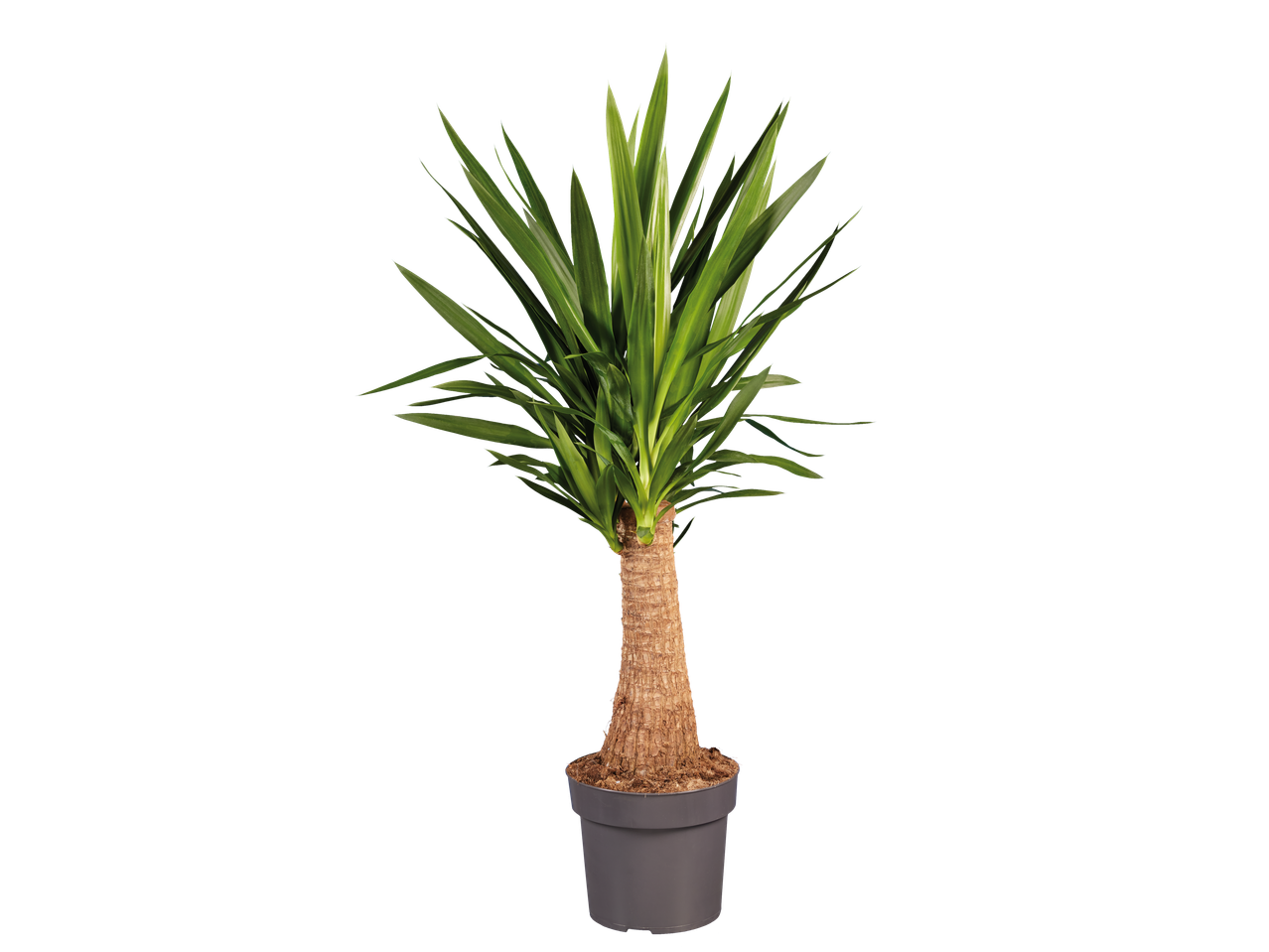 Exclusieve groene plant met lange bladeren en een robuuste stam in een grijze pot.