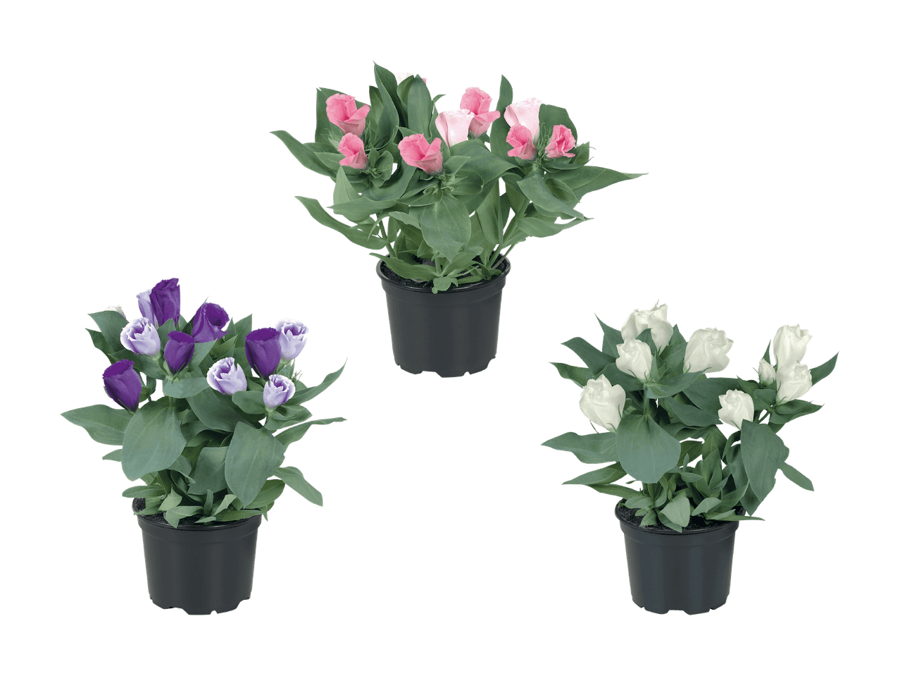 Drei Topfpflanzen mit rosa, lila und weißen Blüten.