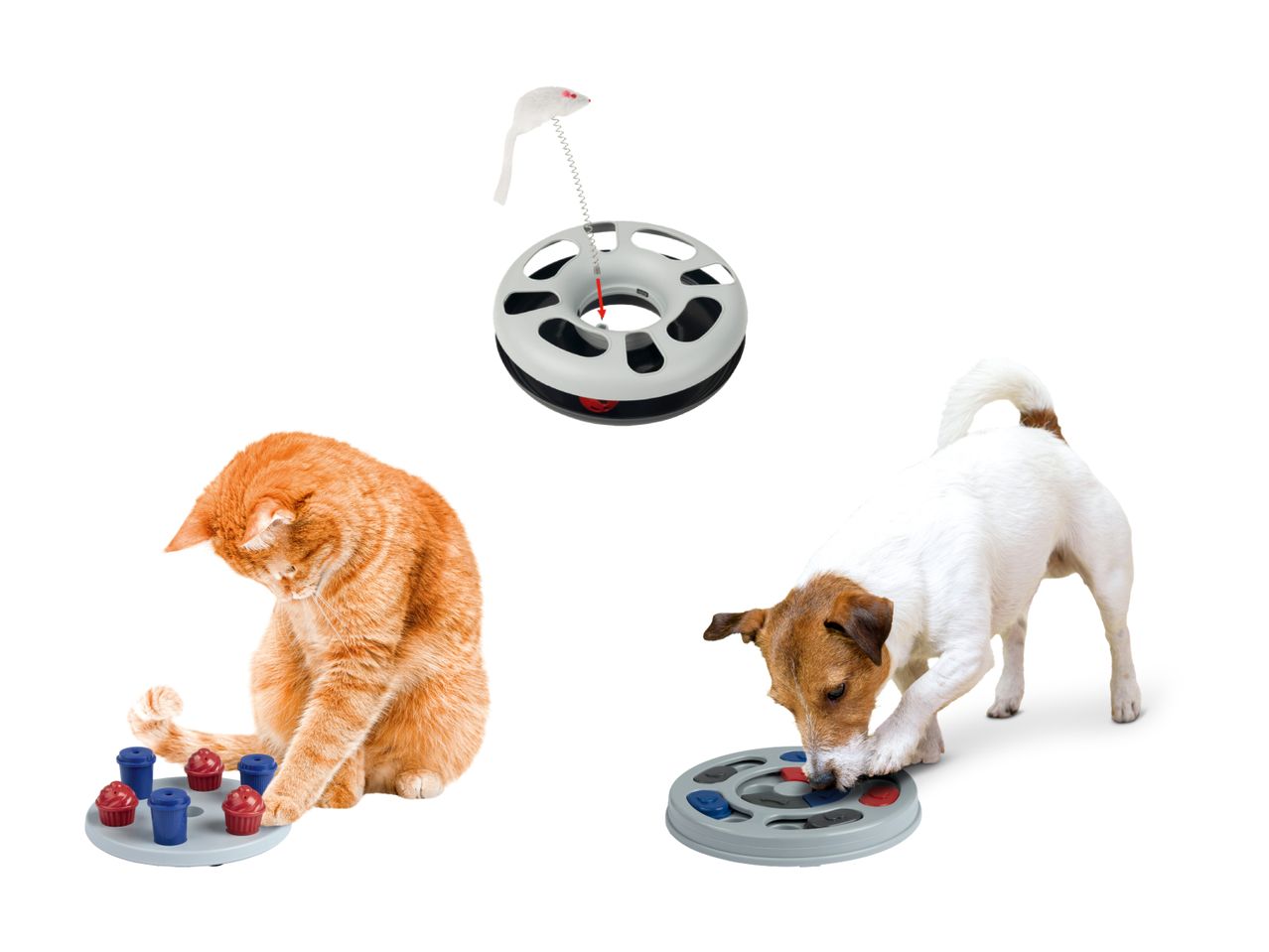 Katze und Hund spielen mit interaktiven Spielzeugen.