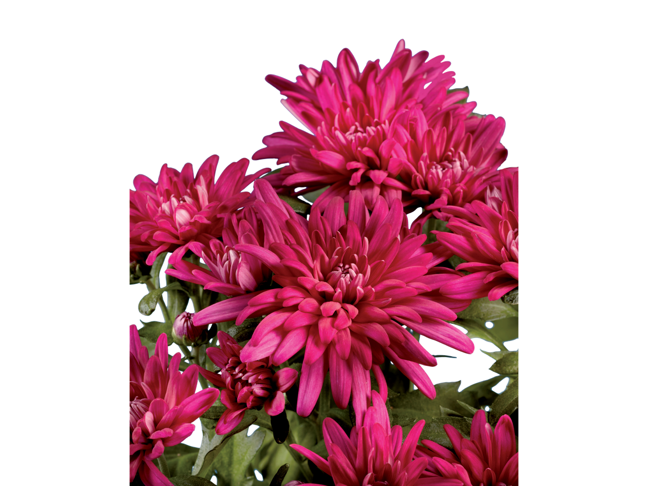 Un bouquet de chrysanthèmes roses vifs.