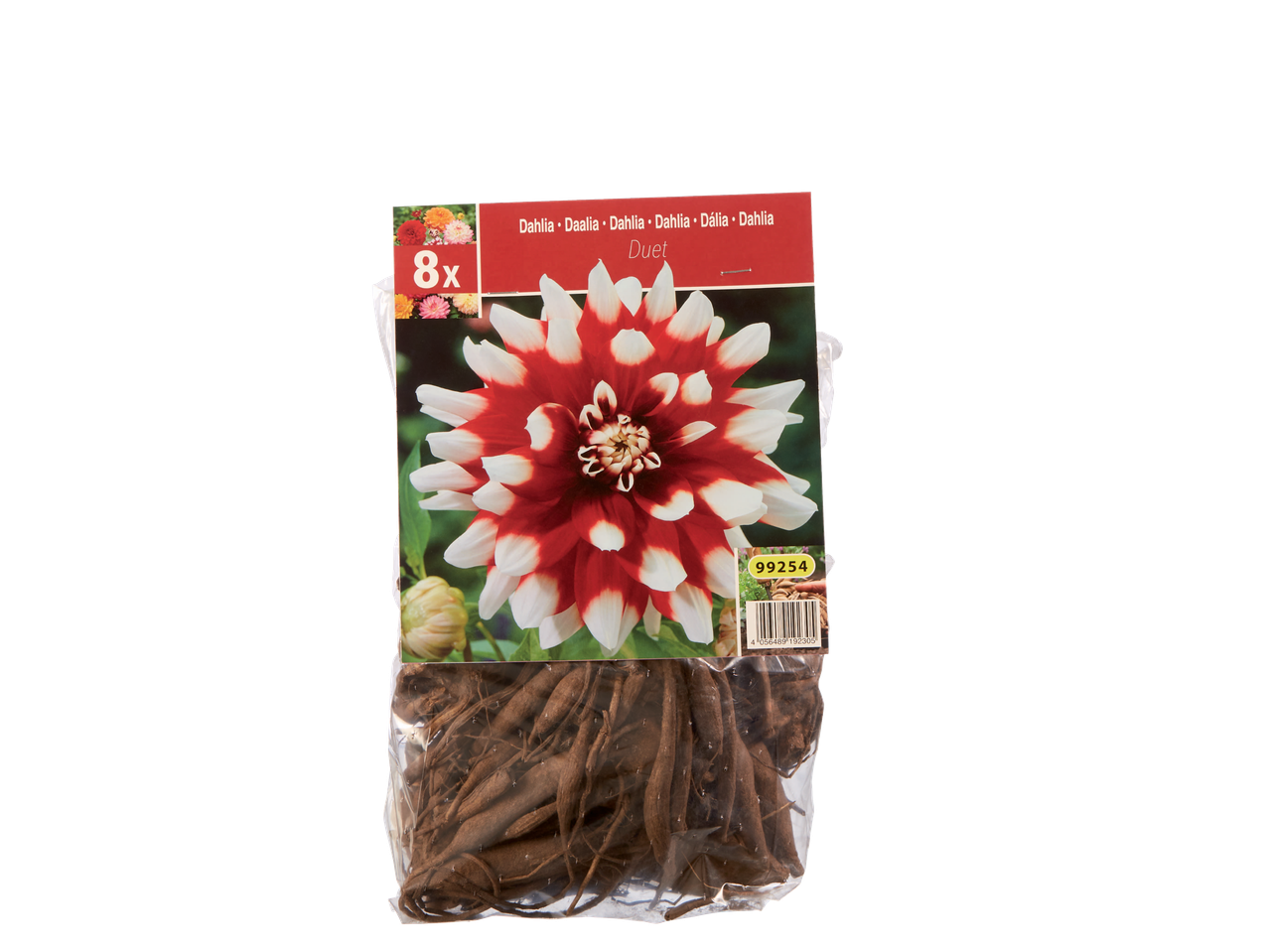 Dahlia Duet bulbs, 8x, in packaging with a red and white dahlia flower.