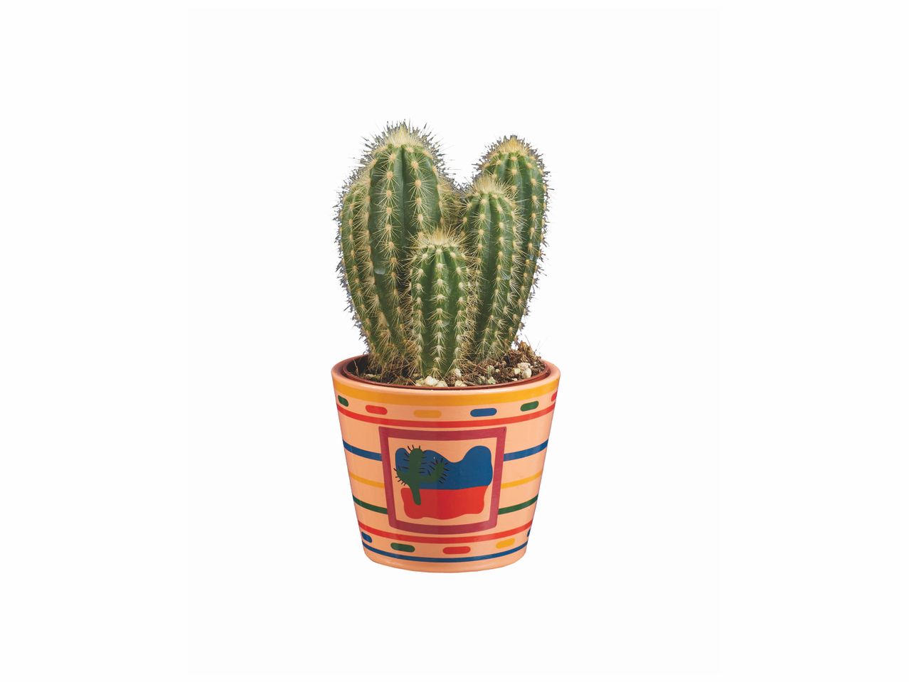 Aller en mode plein écran : Cactus en pot mexicain - Image 1