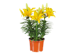 Yellow lilies in an orange pot.