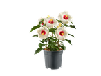 Pot de plante d'hibiscus aux fleurs blanches et rouges.