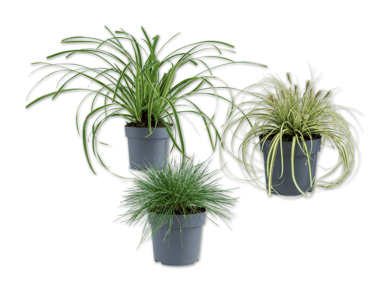 Drei verschiedene Ziergräser in grauen Töpfen, darunter ein hohes, ein buschiges und ein blühendes Gras.