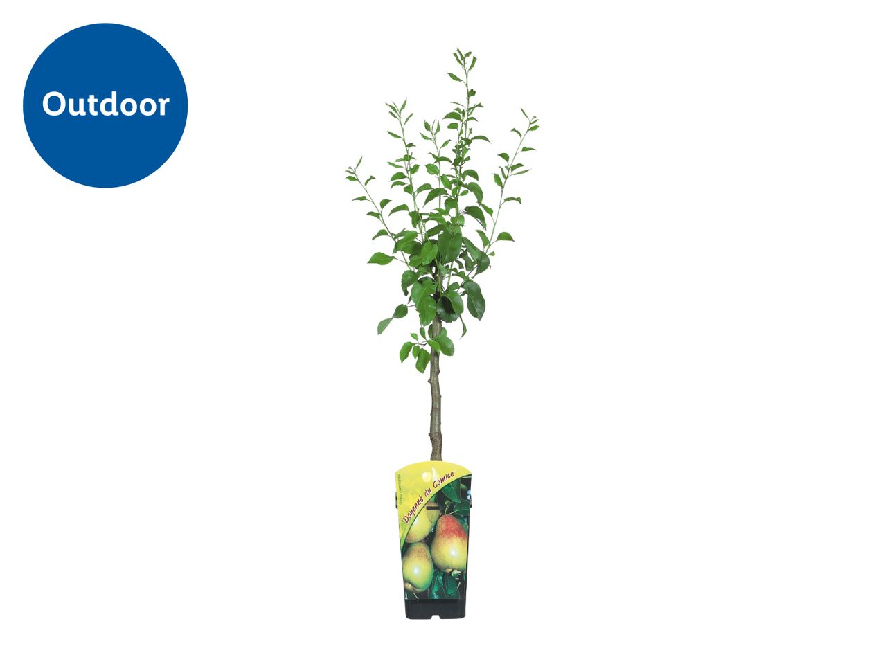 Outdoor pear tree sapling in a pot with a label showing pears, variety 'Doyenné du Comice'.