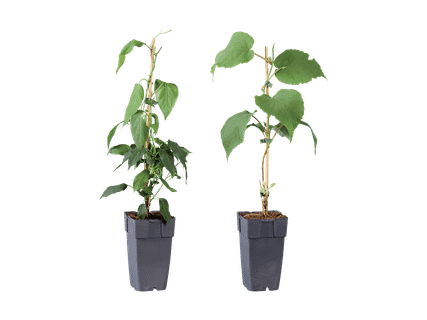 Blumen, Pflanzen & Zubehr