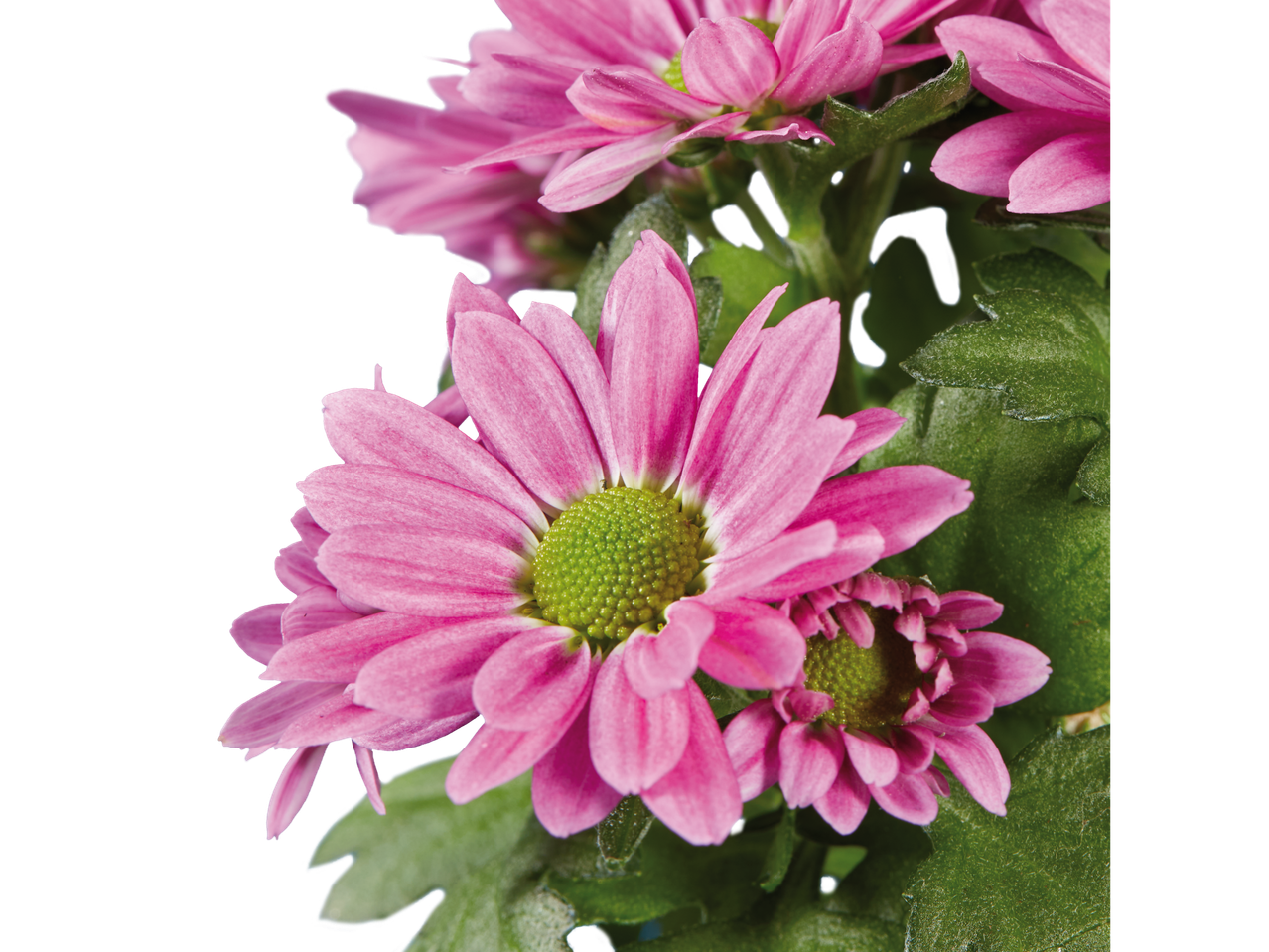 Lindas flores de crisântemo rosa em close.