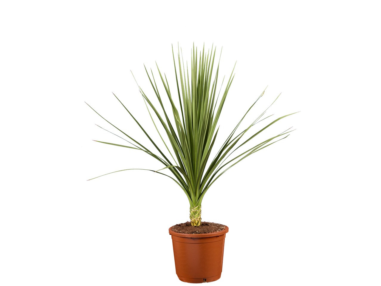 Dracaena marginata plant in een bruine pot.