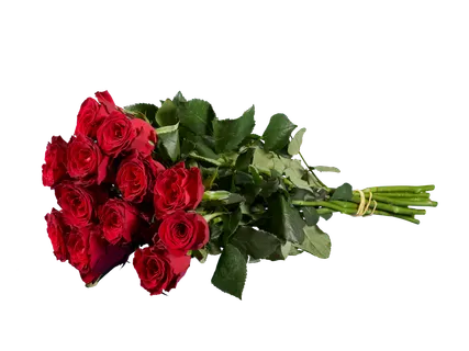 Rožės „Premium“