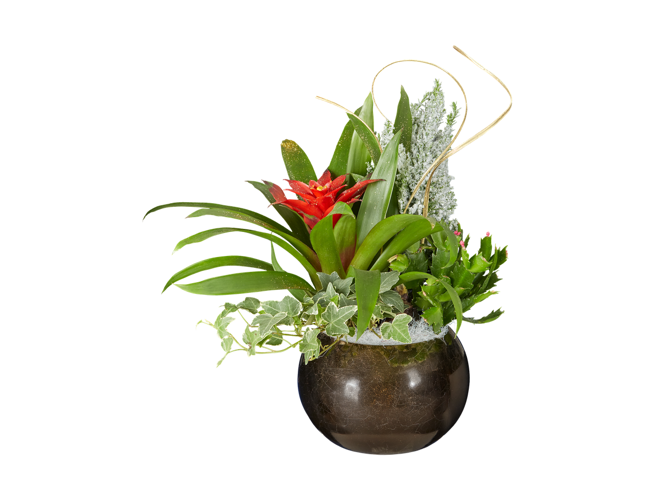 Composition florale avec broméliacée rouge, lierre et cactus dans un pot rond marron.