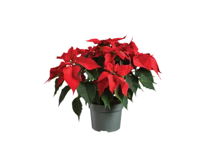 Puansetija „Maxi Buo“