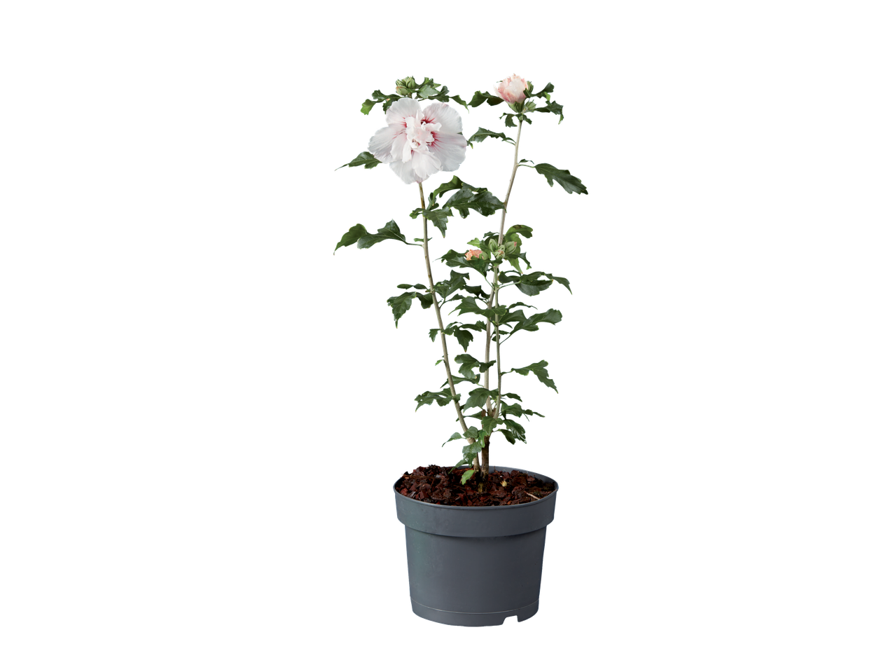 Lichtroze hibiscus in een grijze pot.