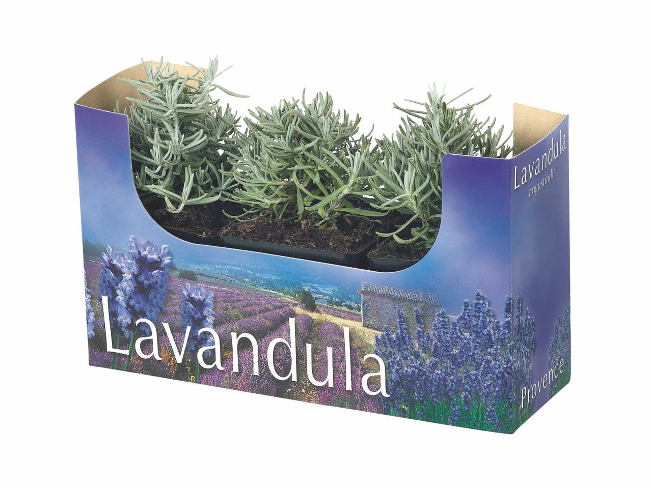 Boîte de Lavandula, plante aromatique.