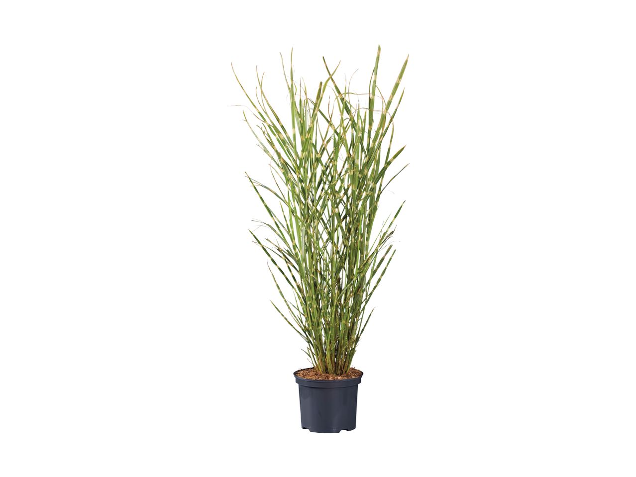 En kunstig græs plante i en sort potte.