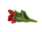 Um ramo de tulipas vermelhas.