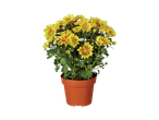 Chrysanthèmes jaunes et rouges en pot.