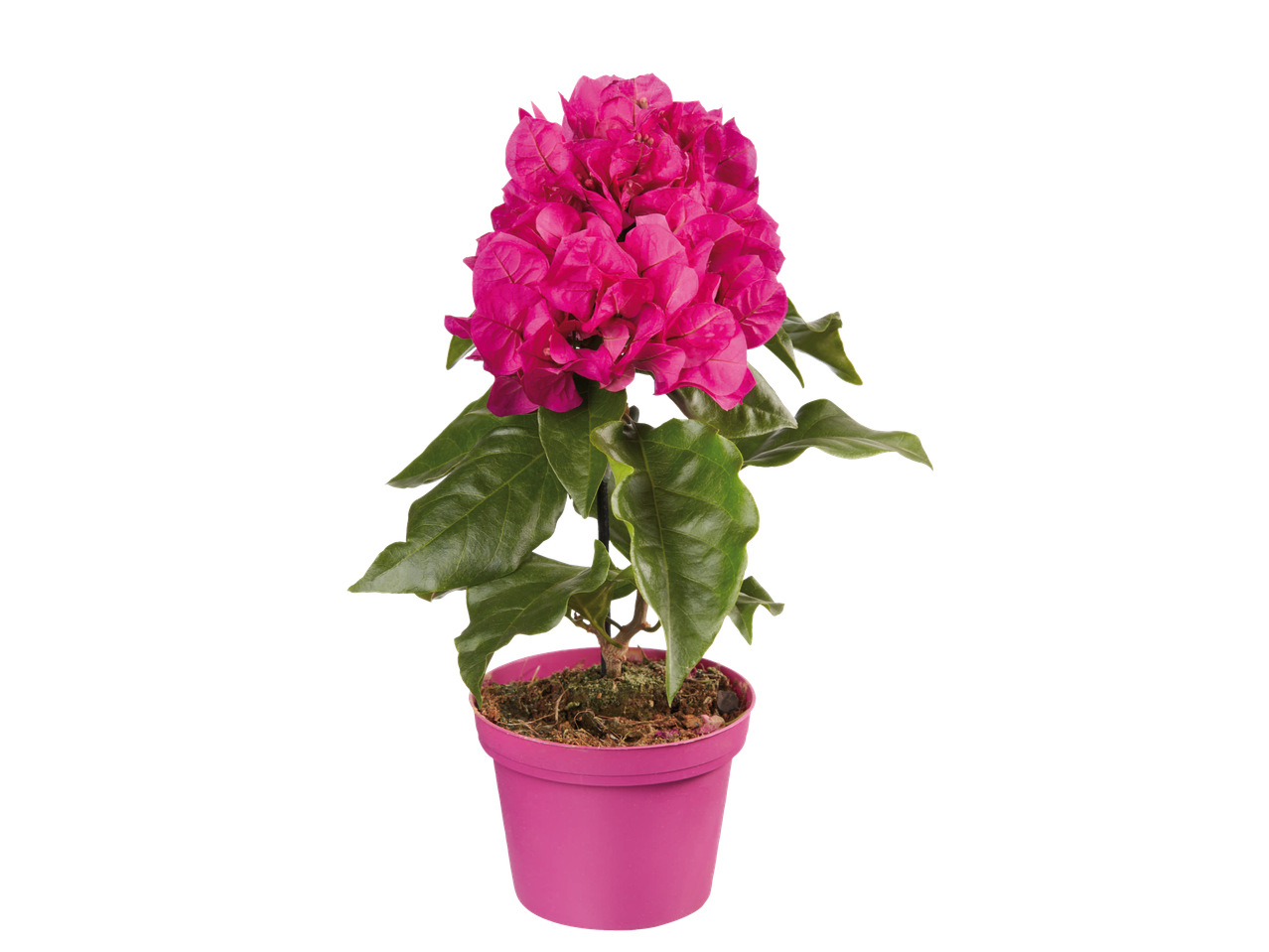 Bougainvillea roz în ghiveci.