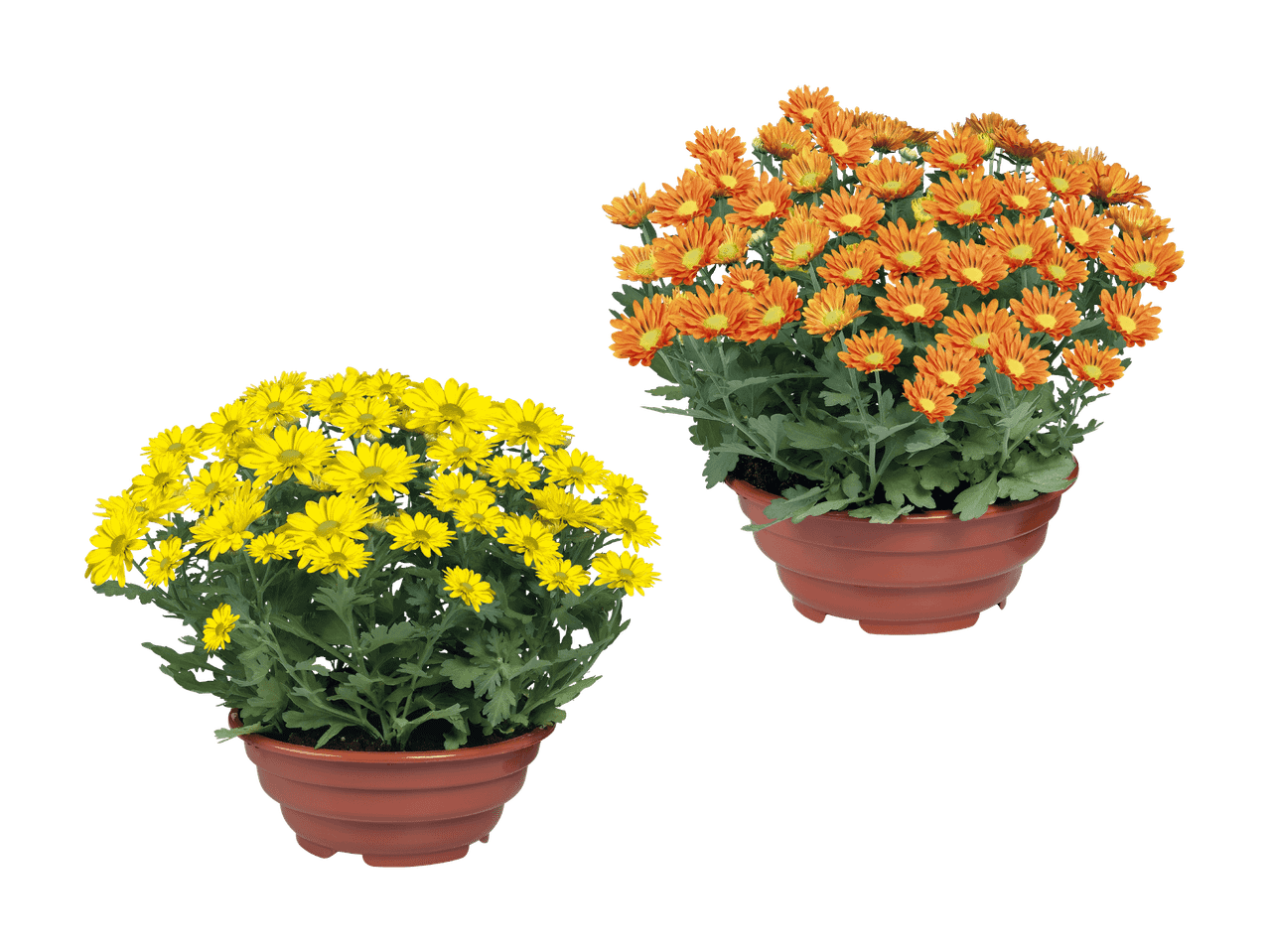 Zwei Töpfe mit Chrysanthemen, einer mit gelben und einer mit orangefarbenen Blüten.